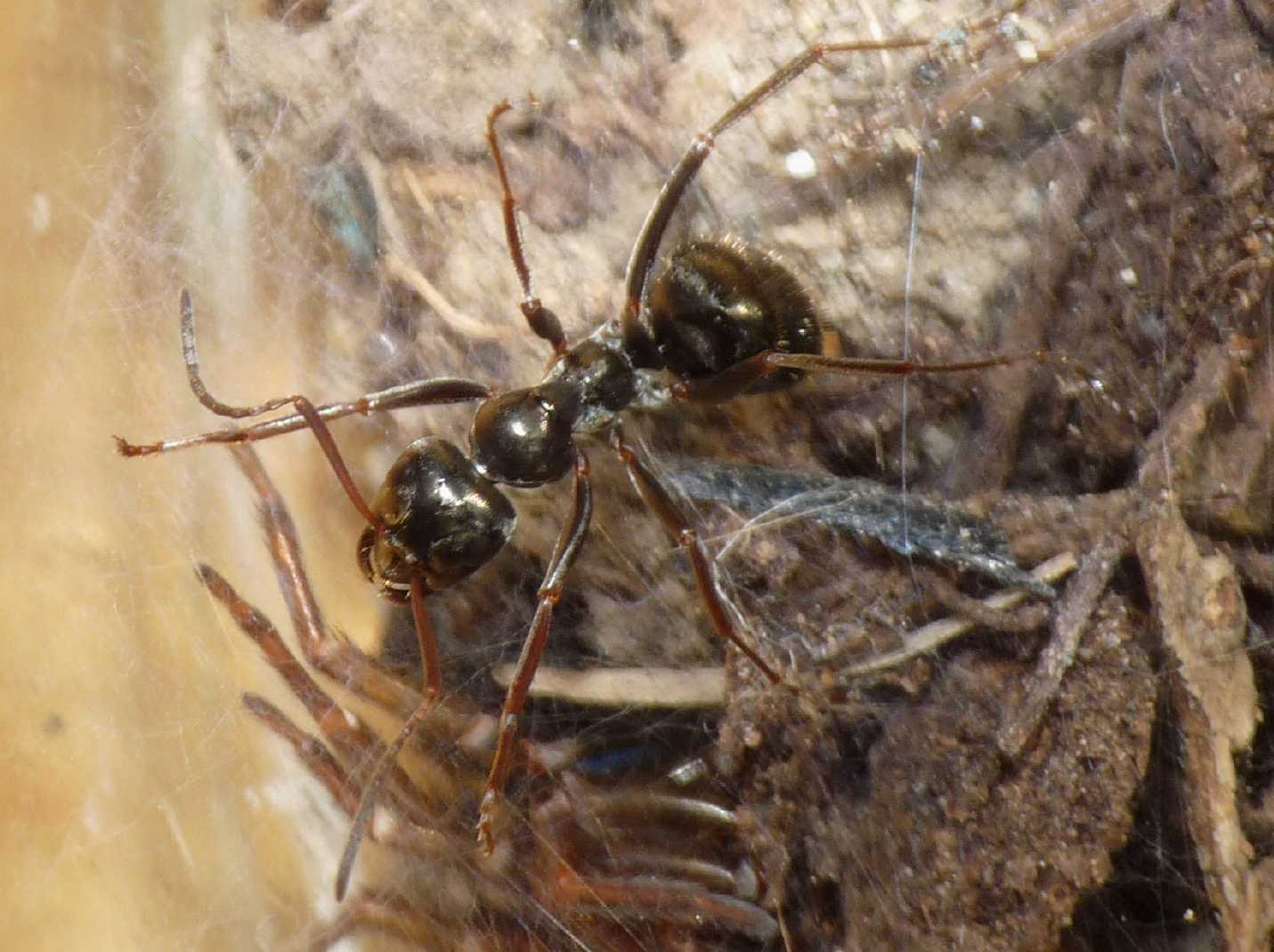 Formica mai vista (Formica gagates)